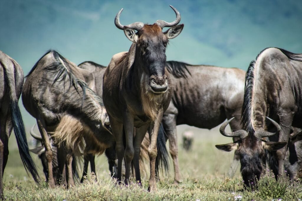 Wildebeests in the in Ndutu Tanzania