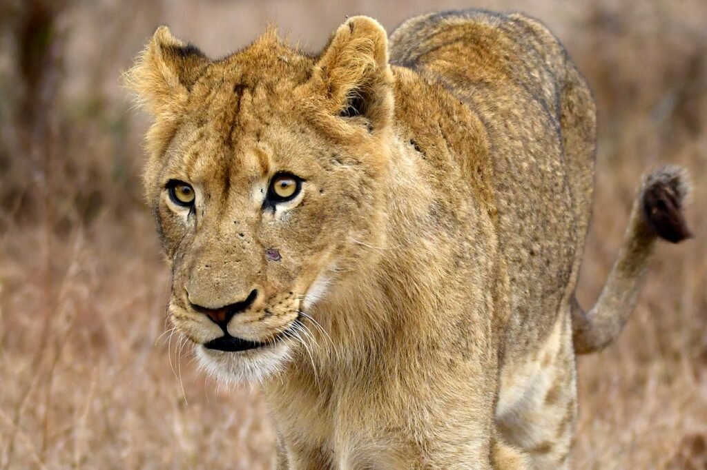 Stunning close-up of a lioness walking in the wild, showcasing strength and grace.
