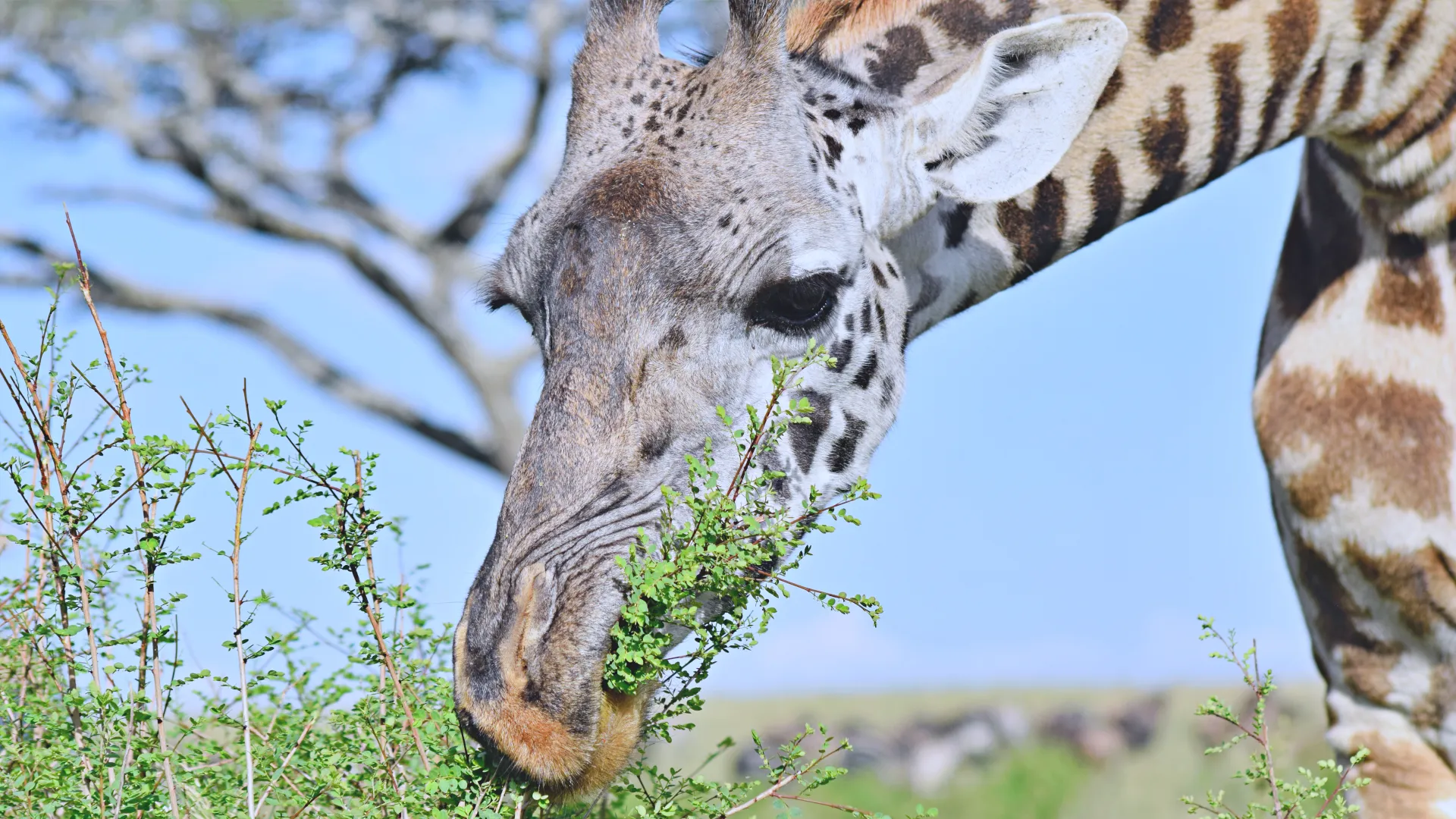Day 1 — Arusha to Ndutu (Southern Serengeti)