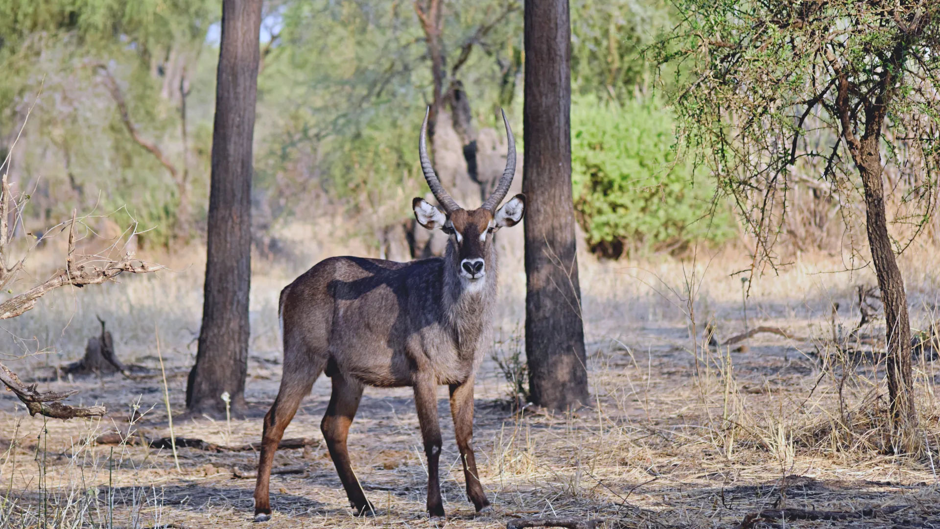 Day 1 — Arusha to Tarangire National Park