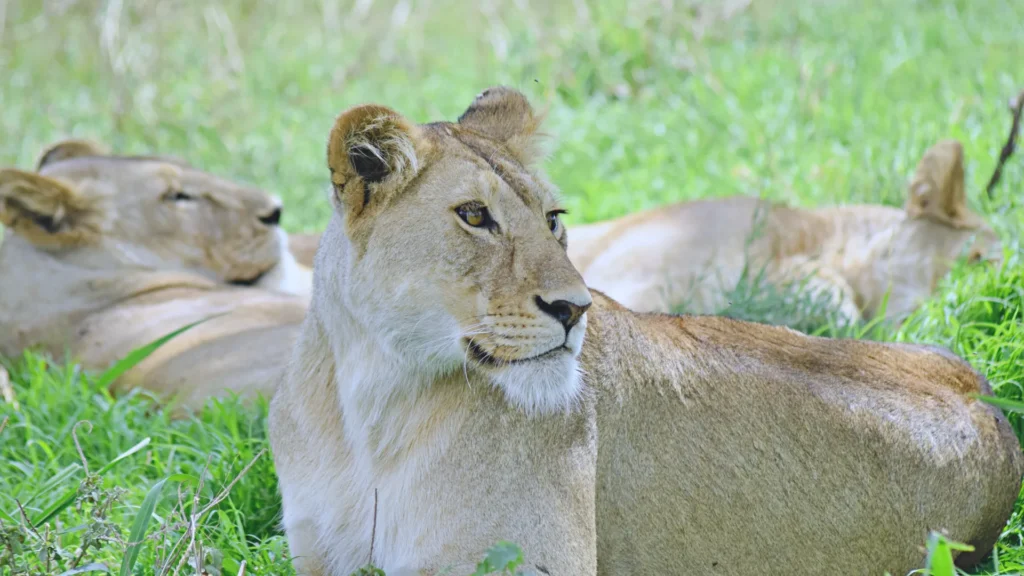 Lion in Serengeti National Park