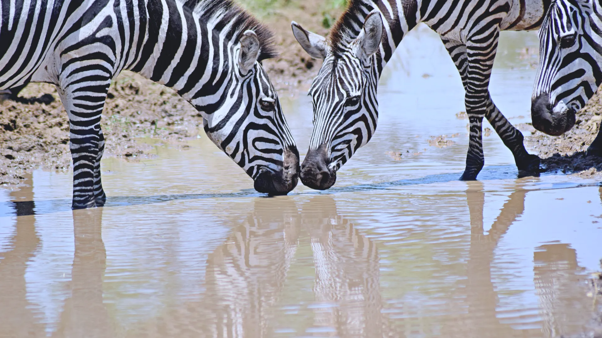 Day 5 — Ngorongoro Crater to Arusha / Departure