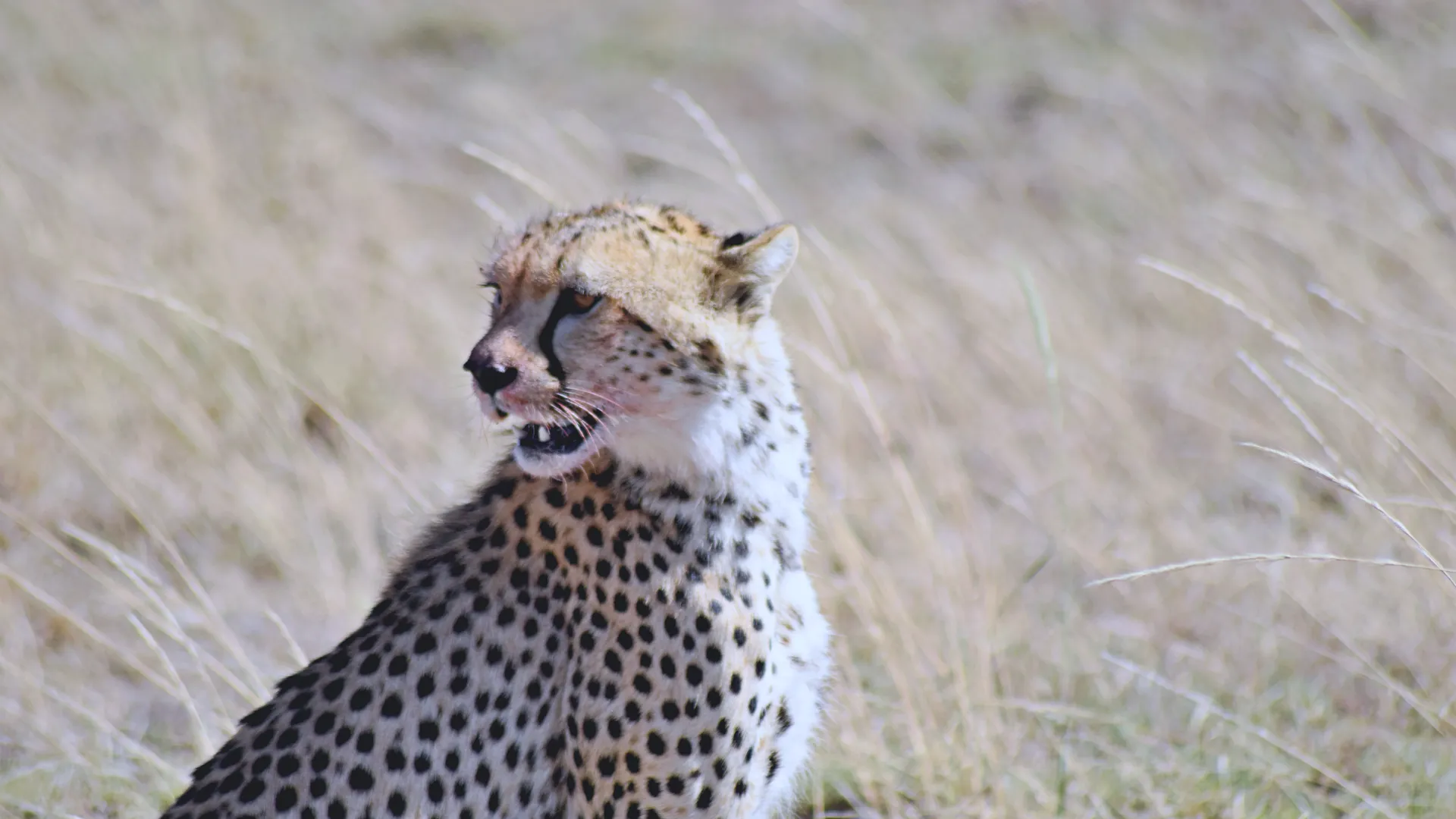 Day 4 — Central Serengeti Exploration