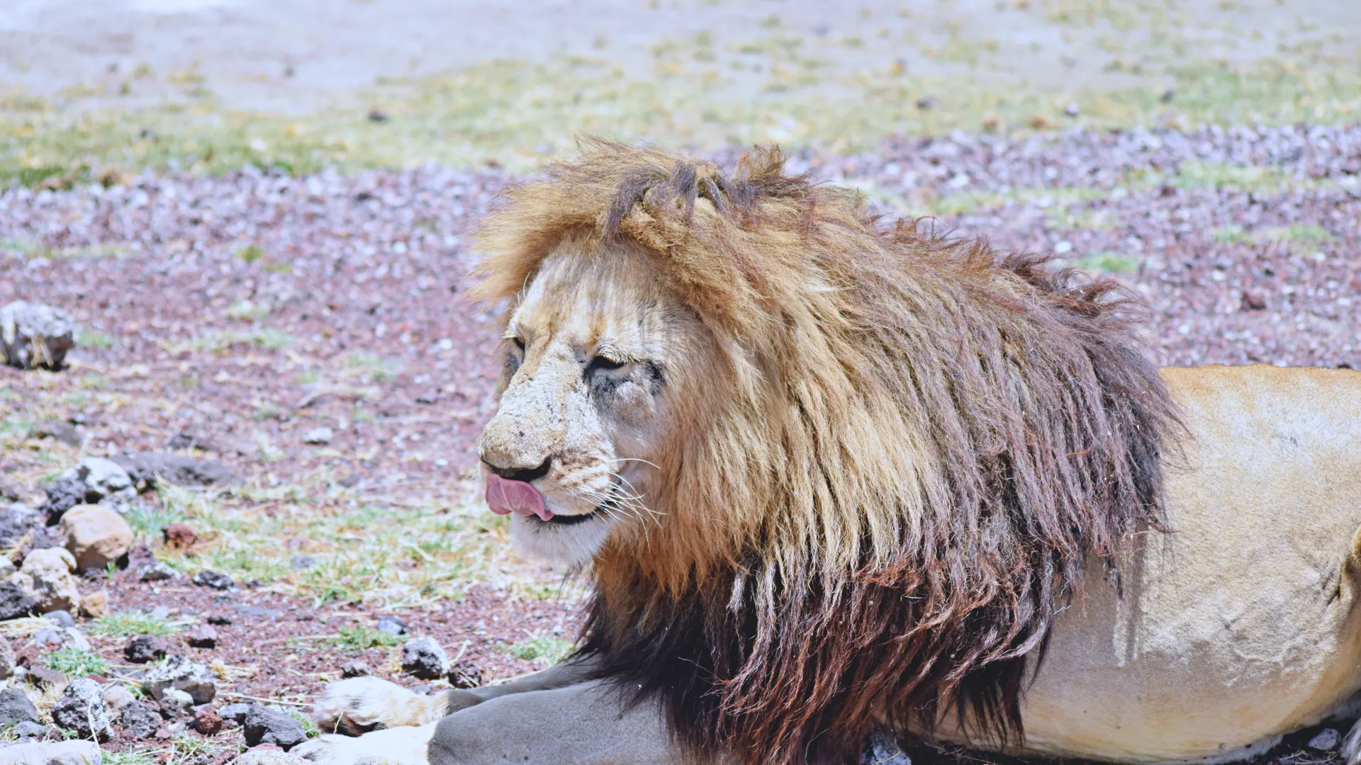 Day 3 — Full Day in Central Serengeti