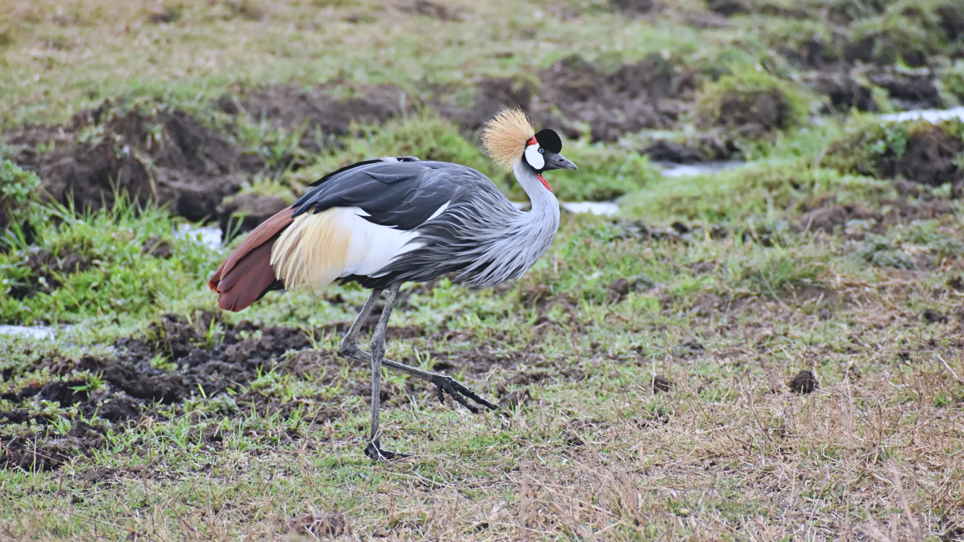 Day 6 — Ngorongoro Crater to Zanzibar