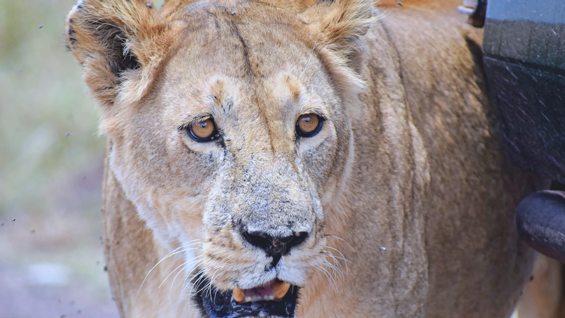 Day 3 — Ndutu Exploration