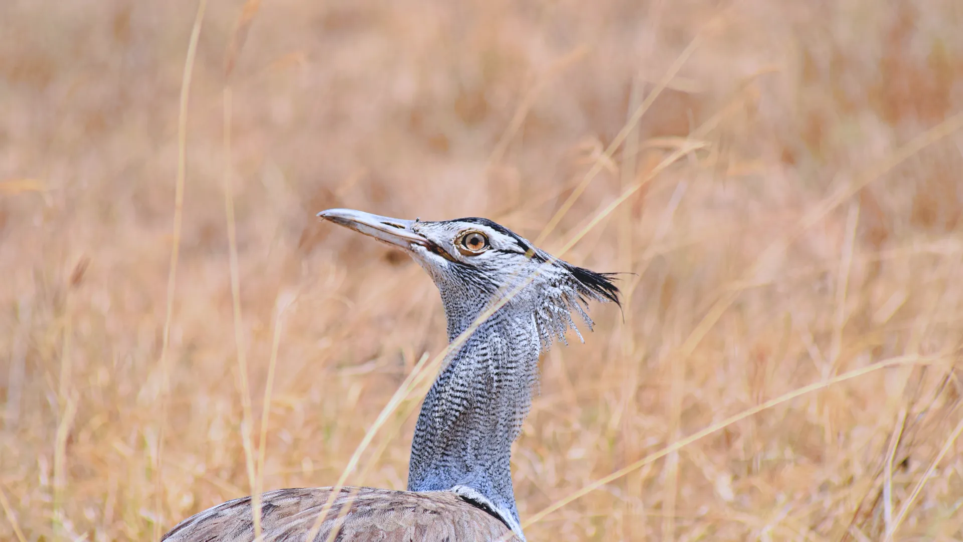 Day 3  Karatu → Ngorongoro Crater → Karatu