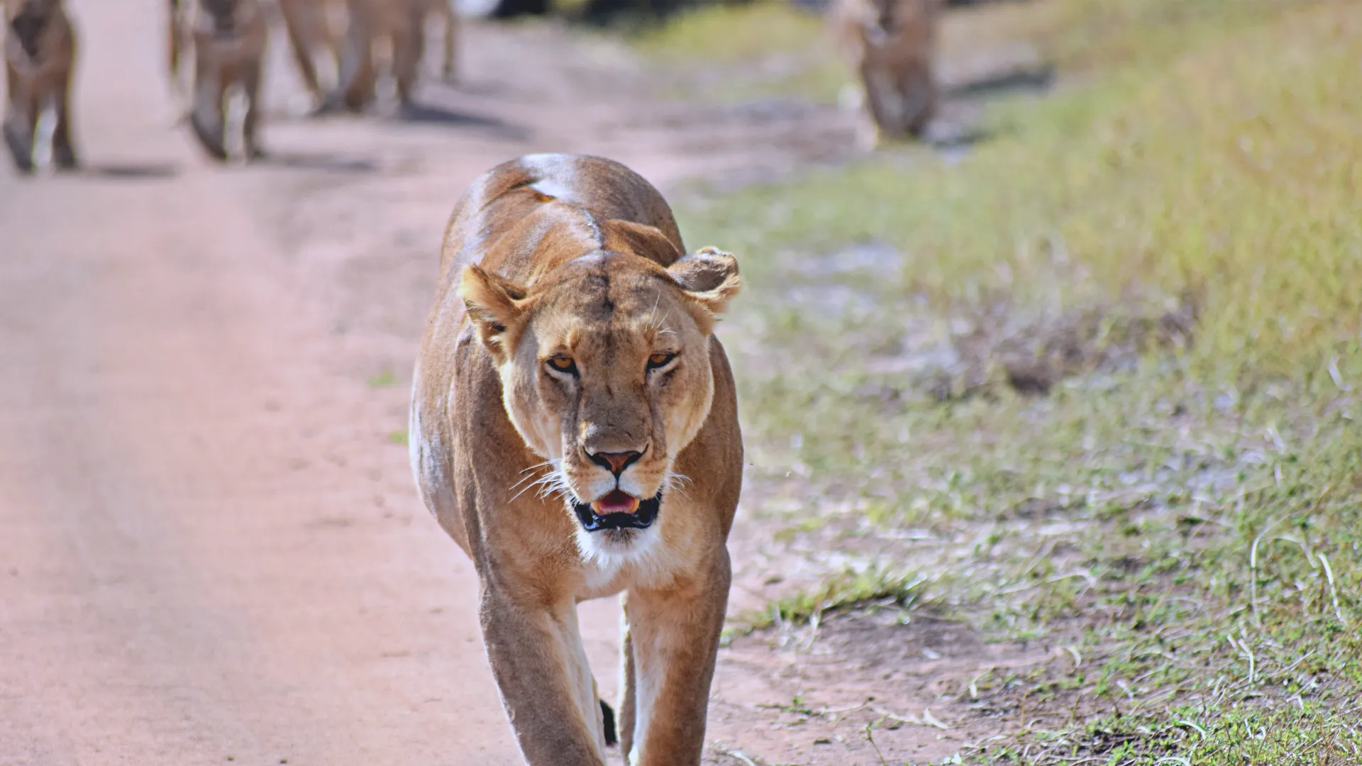 Day 2: Karatu → Ngorongoro Crater (Full Day) → Karatu
