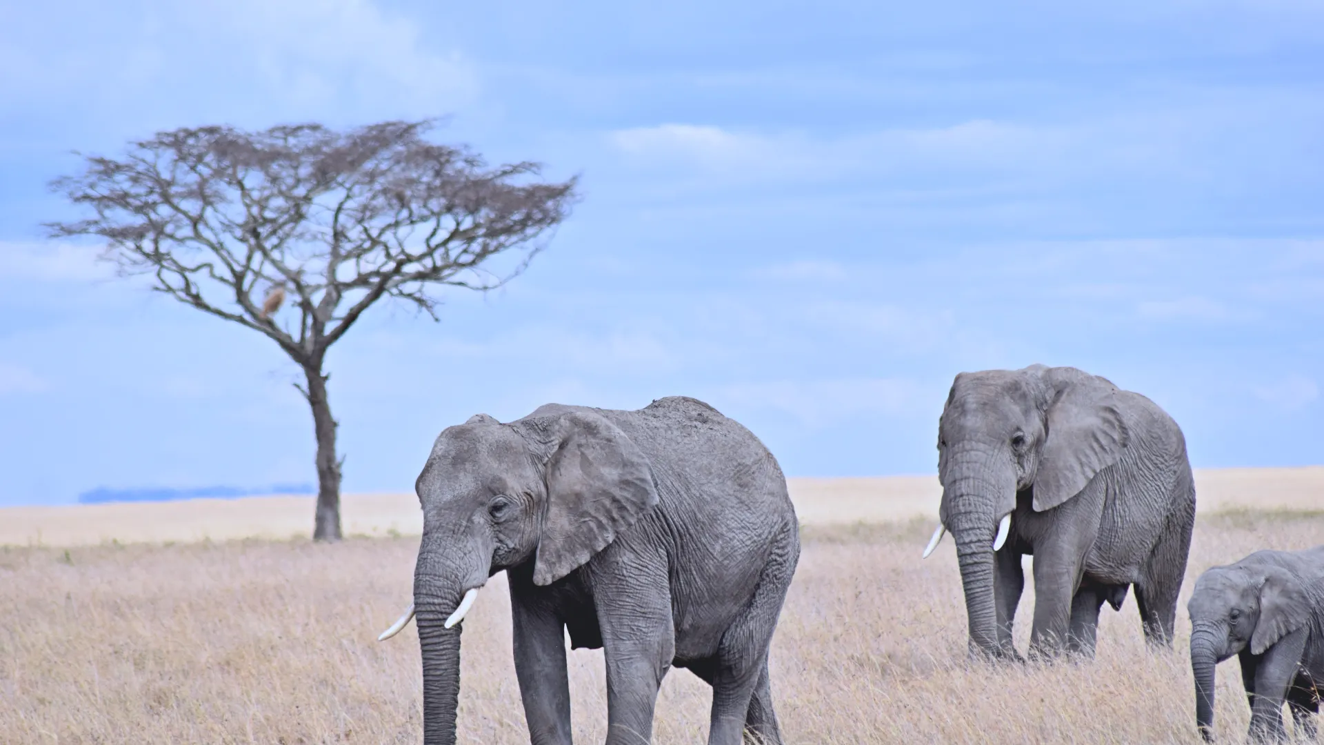 Day 2  Arusha → Tarangire National Park