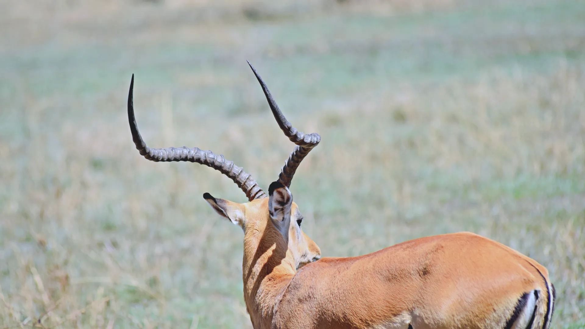 Day 1: Arusha → Tarangire National Park → Karatu
