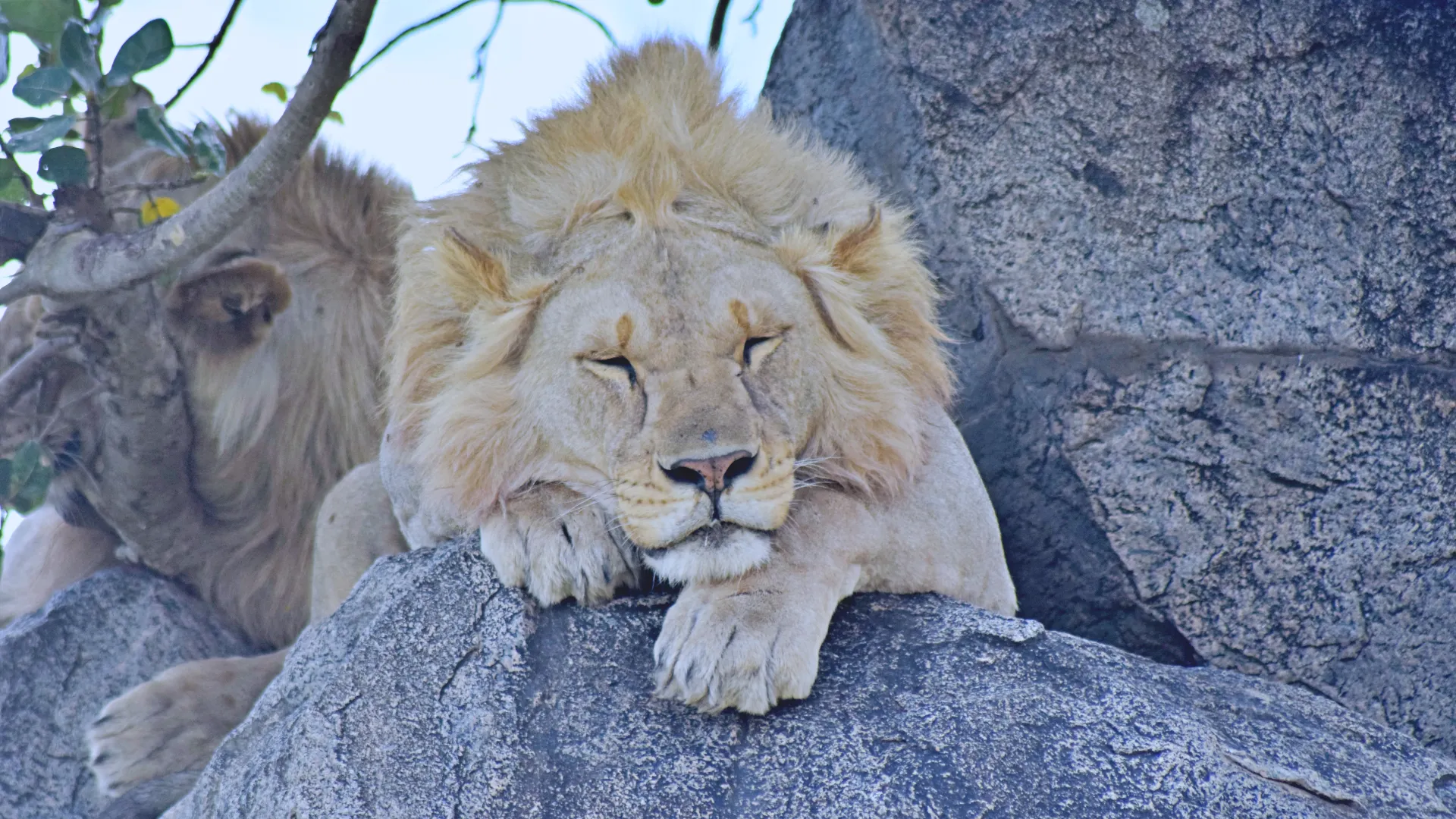 Day 4 — Full Day in the Central Serengeti