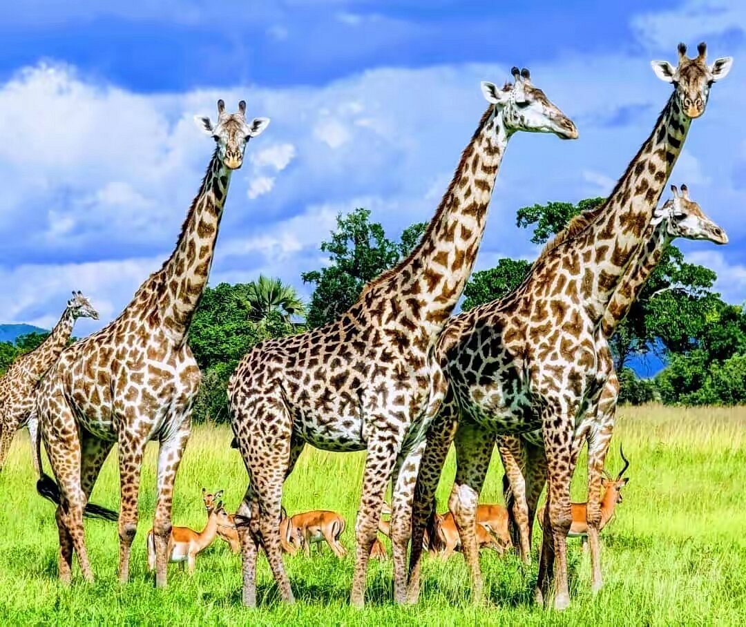 DAY 1 - Dar es Salaam → Mikumi National Park