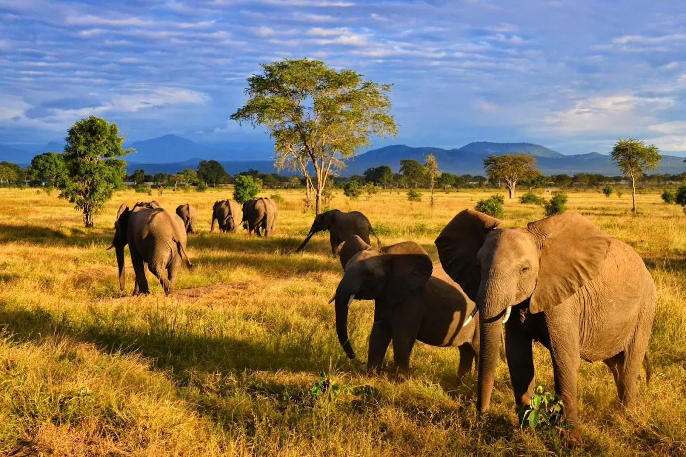 Day 1 -  Dar Es Salaam to Mikumi National Park