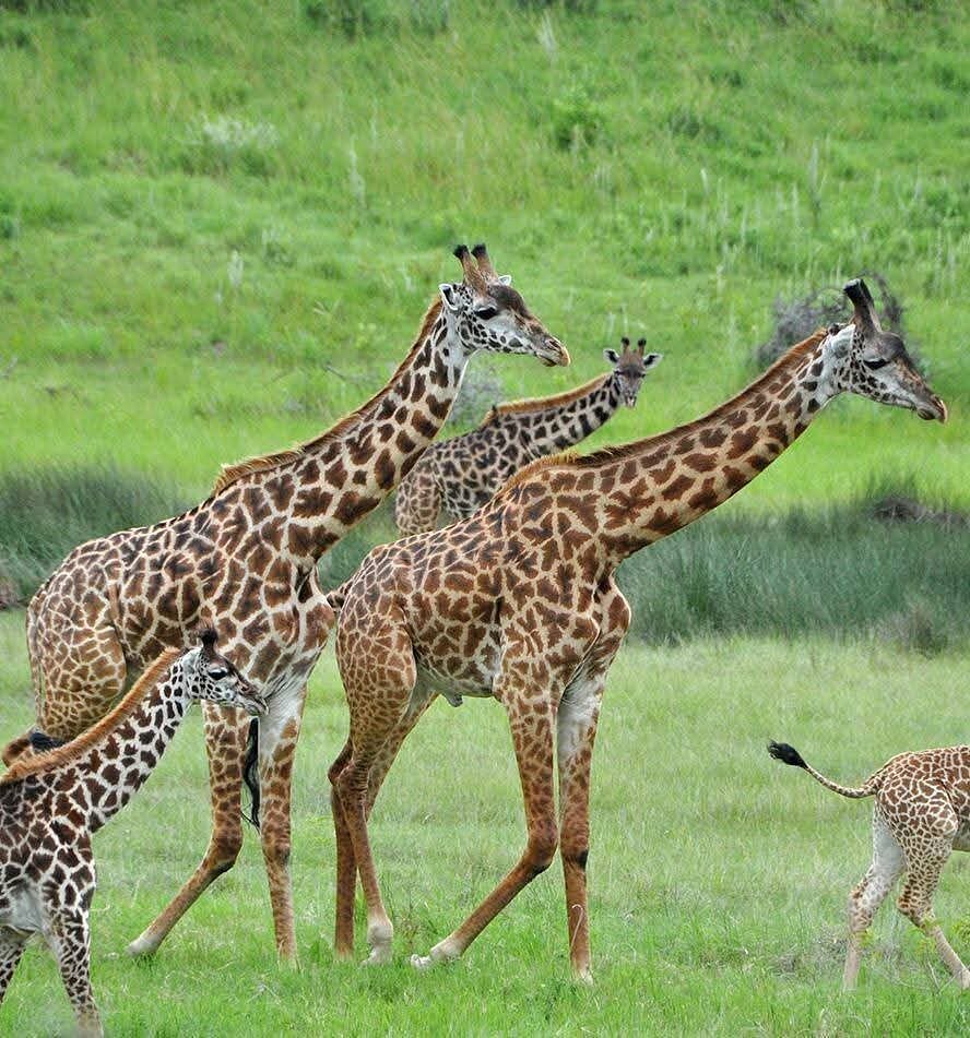 Day 2 – Mikumi National Park