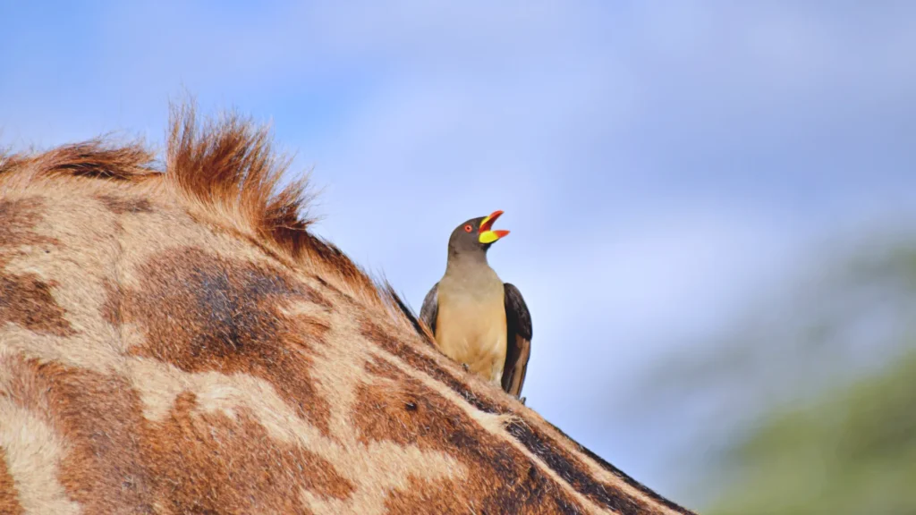 The Oxpecker feeding in Giraffe in Tarangire National Park