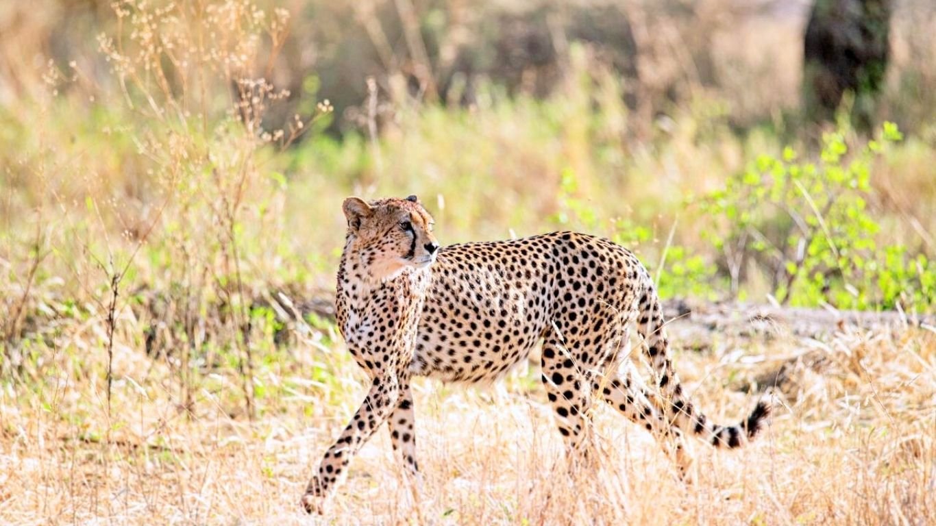 Day 1 - Arusha to Serengeti National Park