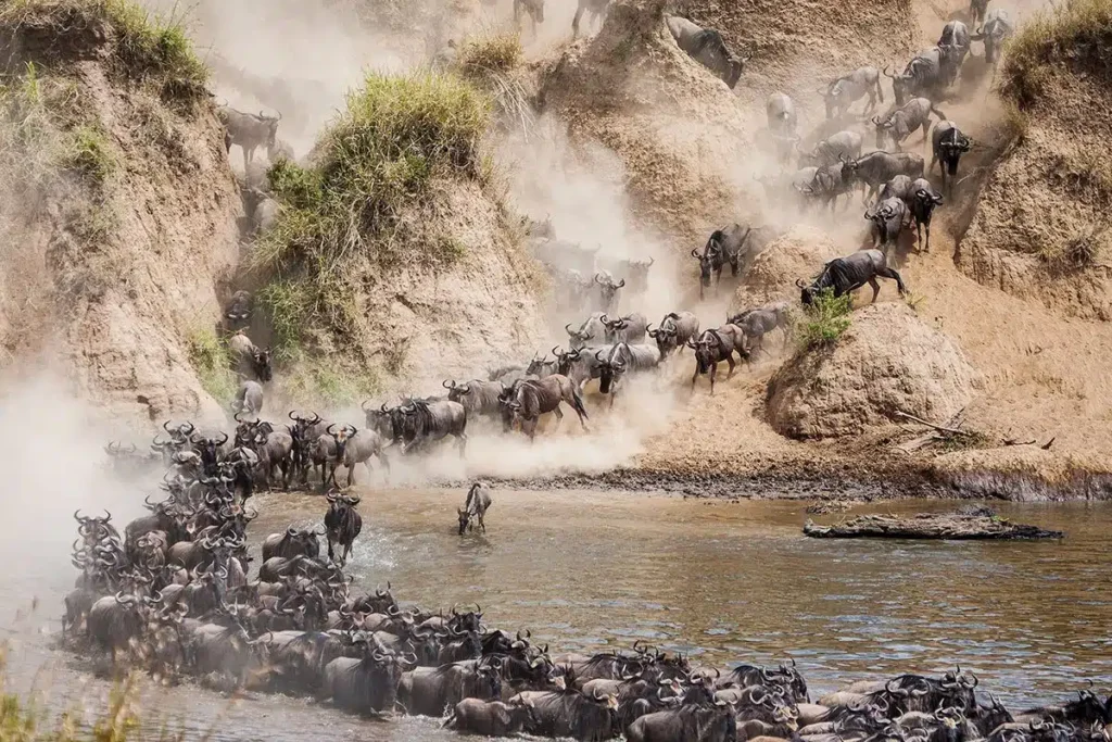 Wildebeest Migration Crossing Mara river