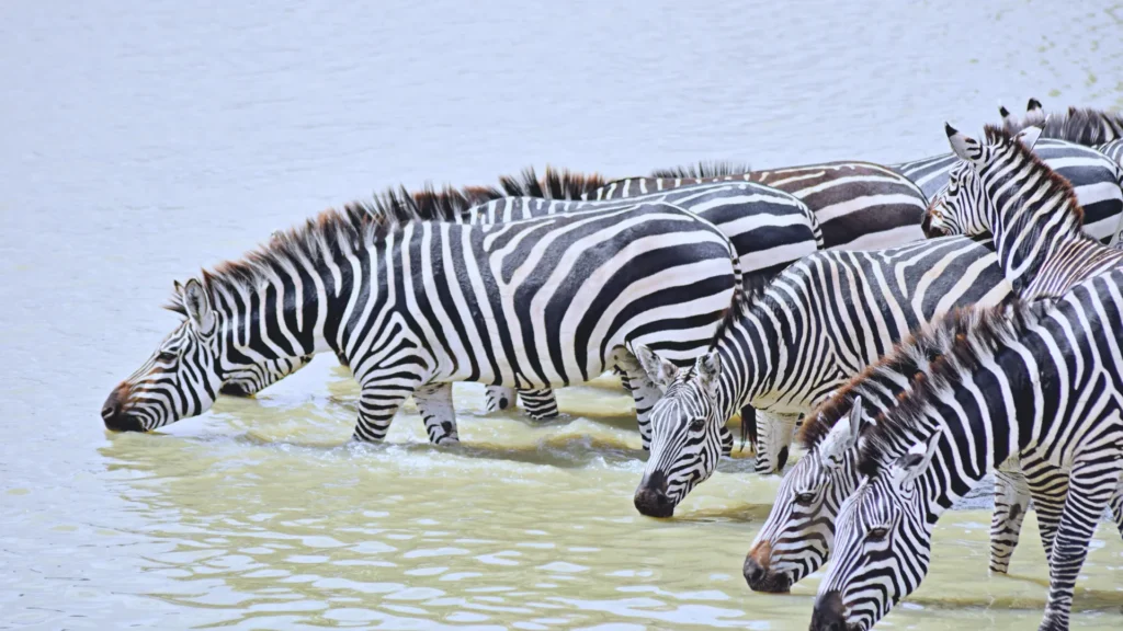 Zebra Drinking Water