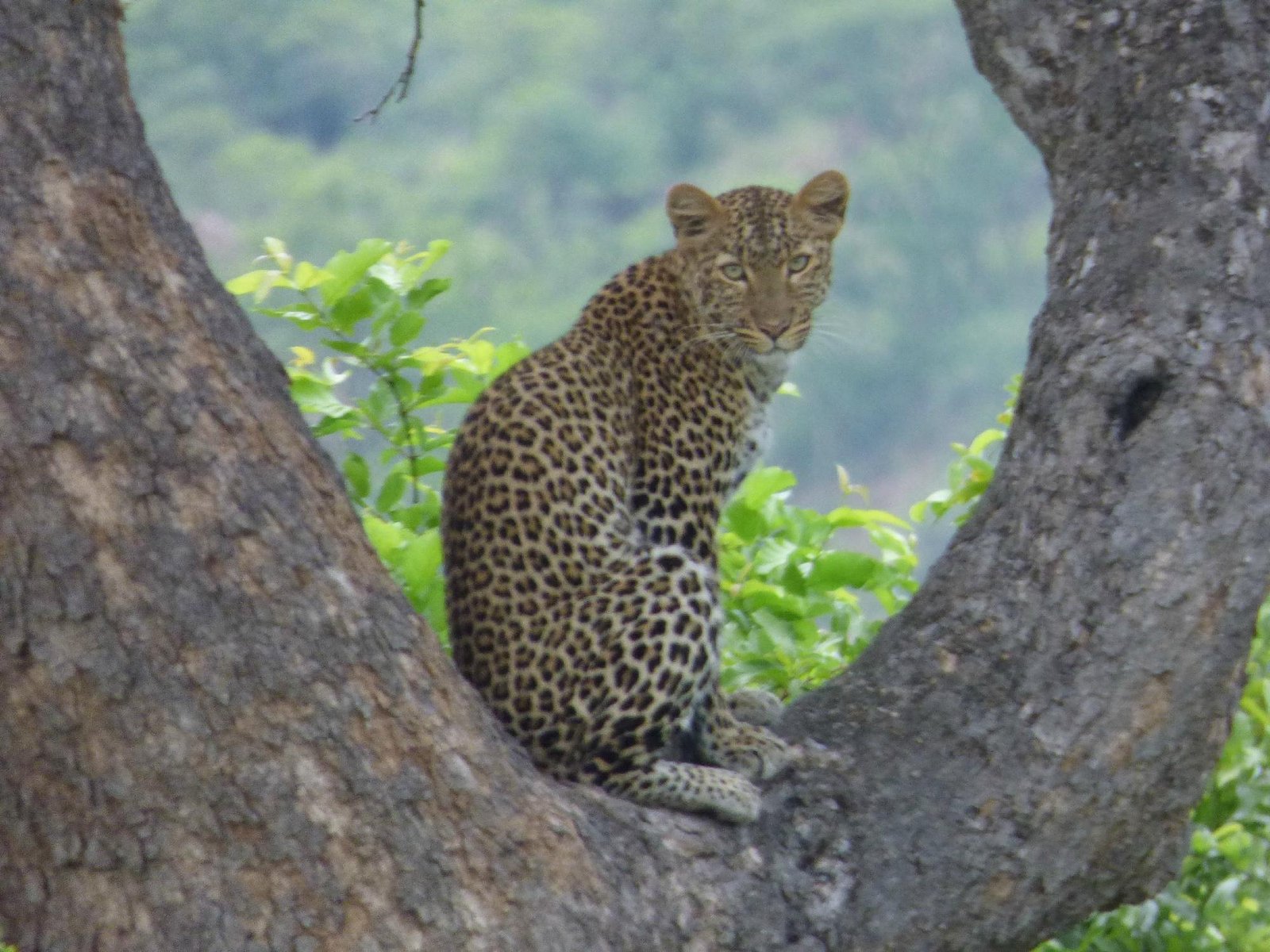 Day 6 – Transfer to Ruaha National Park