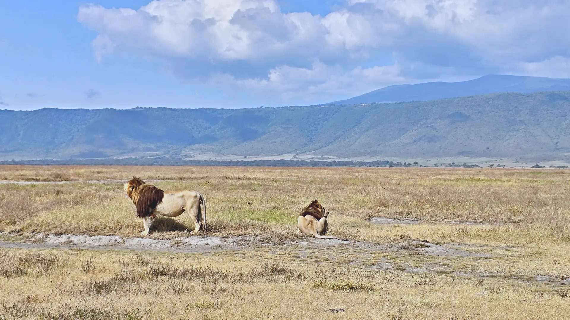 Day 4 — Central Serengeti to Ngorongoro Highlands