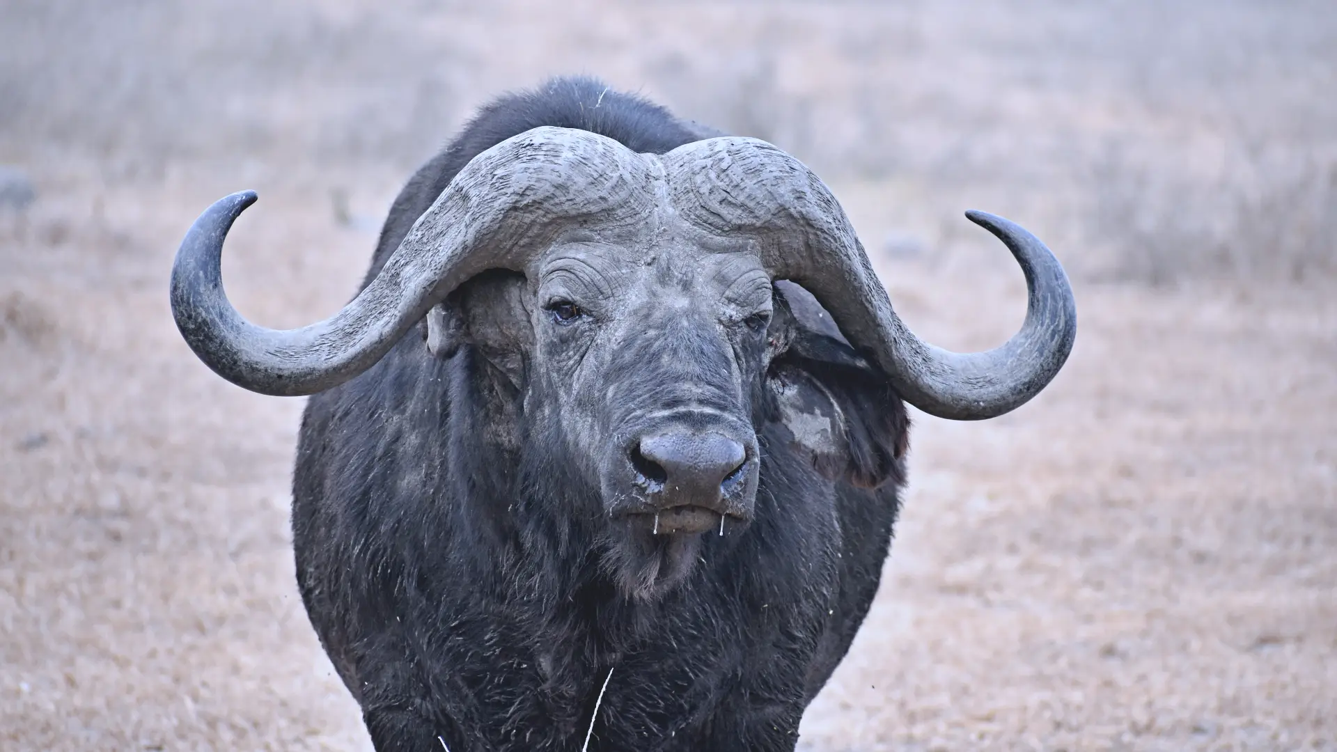 Day 1 — Tarangire wildlife and highland overnight