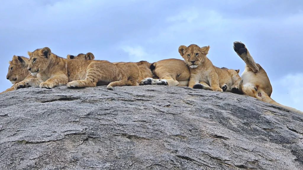 Lion Cubs in Serengeti National Park with their mother