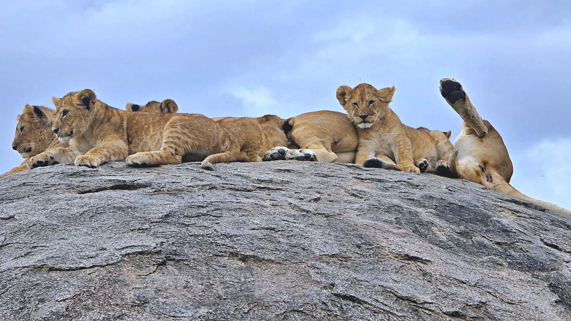 Day 3 — Full Day in Central Serengeti