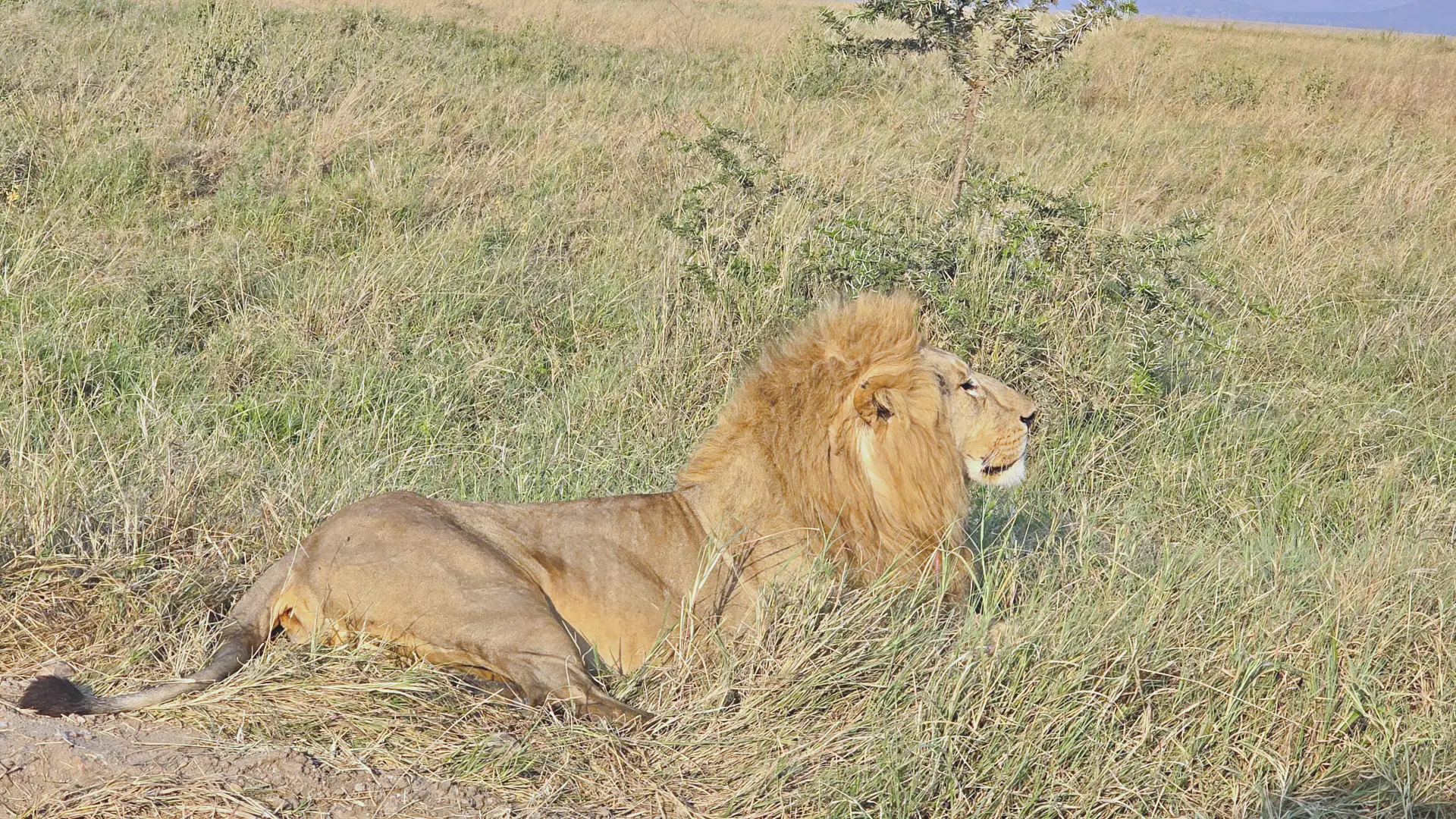 Day 1 — Arusha to Central Serengeti