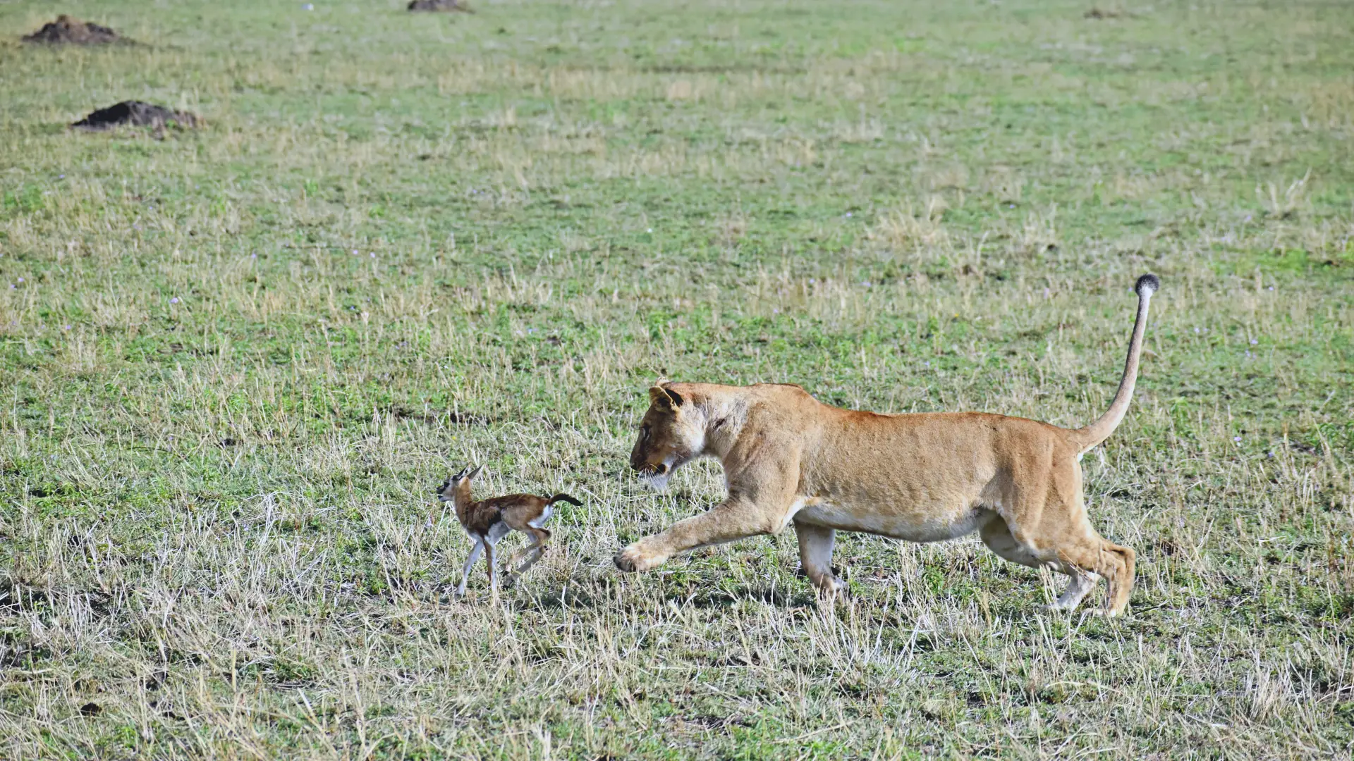 Day 4 — Northern Serengeti to Central Serengeti