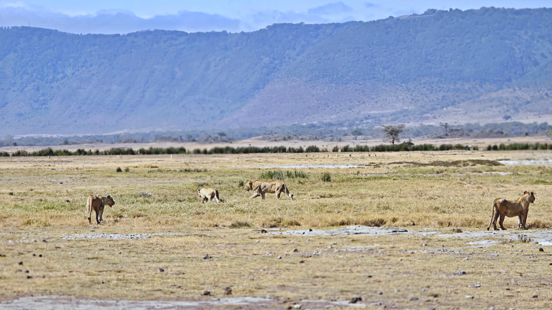 Day 2 – Serengeti to Ngorongoro Conservation Area