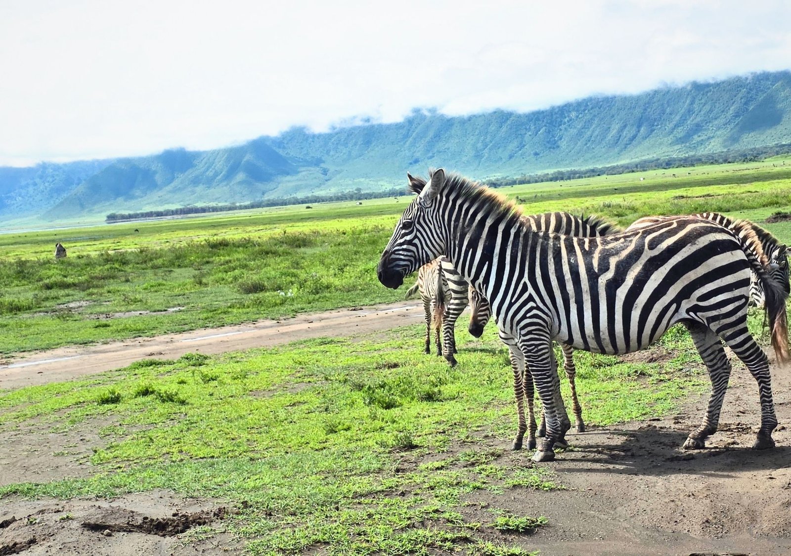 Day 1: Arusha to Ngorongoro Crater — Full-Day Safari