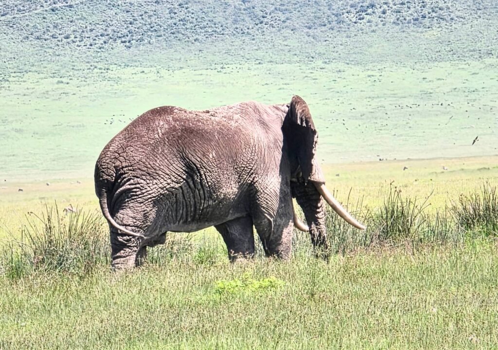 Big Ngorongoro Crater Elephant
