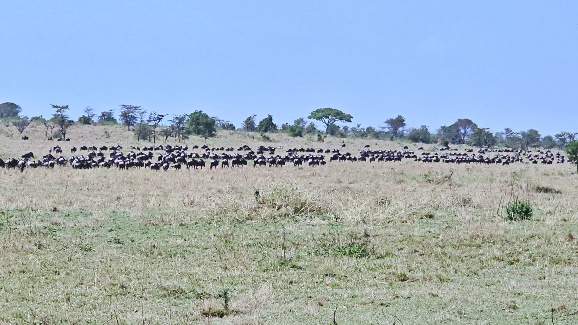 Day 3 — Full Day in Northern Serengeti
