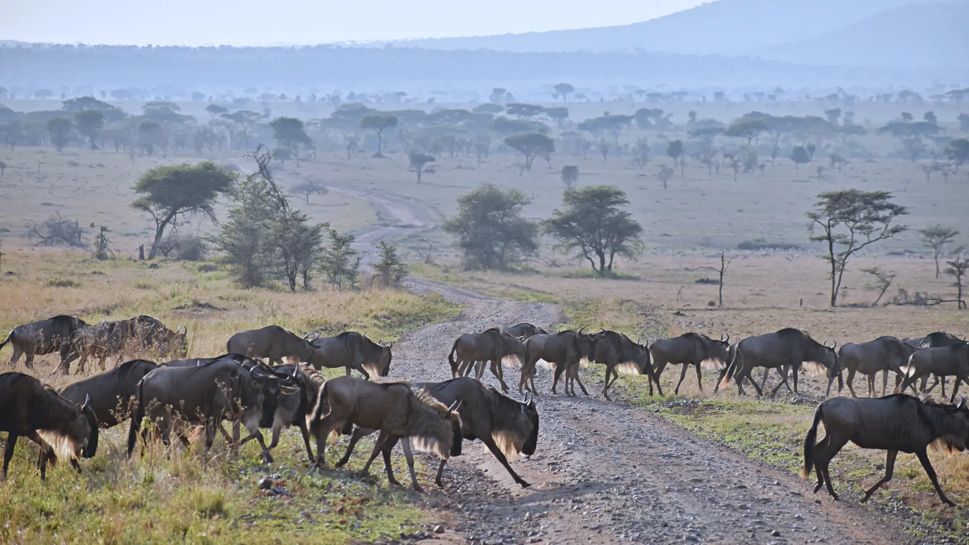 Day 2 — Central to Northern Serengeti